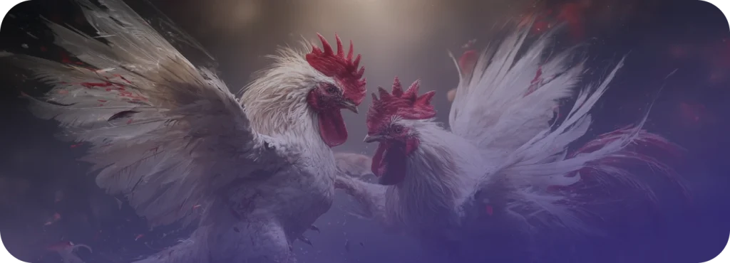 cockfighting
